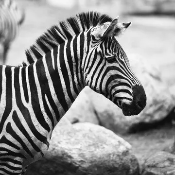 视频技术与分发工程团队